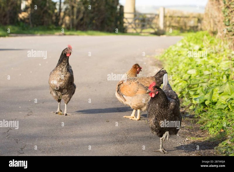 Cel mai bun chicken road romania în Romania
