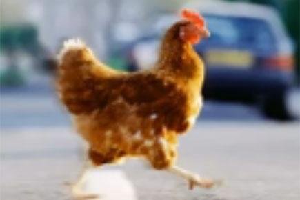 Netherlands - chicken road spel